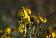 Dateiname=Flora-Sonnenhut-20100905-43.jpg
Dateigröße=122KB
Abmessungen: 720x481
hinzugefügt am: 11. September 2014 Flora-Sonnenhut-20100905-43.jpg