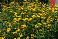 Dateiname=Flora-Sonnnehut-20070715-29.jpg
Dateigröße=374KB
Abmessungen: 720x483
hinzugefügt am: 11. September 2014 Flora-Sonnnehut-20070715-29.jpg