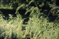 Flora-Spargel-199608-14.jpg