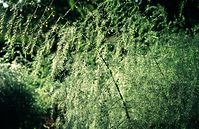 Flora-Spargel-199808-03.jpg