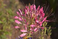 Flora-Spinnenblume-20060814-12.jpg
