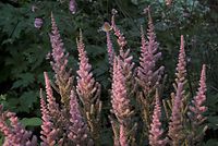 Dateiname=Flora-Spiraea-20090809-146.jpg
Dateigröße=224KB
Abmessungen: 720x484
hinzugefügt am: 11. September 2014 Flora-Spiraea-20090809-146.jpg