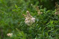 Dateiname=Flora-Spirea-20110704-15.jpg
Dateigröße=169KB
Abmessungen: 720x478
hinzugefügt am: 11. September 2014 Flora-Spirea-20110704-15.jpg