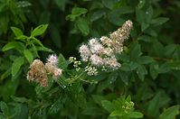 Dateiname=Flora-Spirea-20110704-20.jpg
Dateigröße=154KB
Abmessungen: 720x478
hinzugefügt am: 11. September 2014 Flora-Spirea-20110704-20.jpg