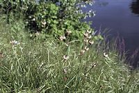 Dateiname=Flora-Spitzwegerich-20020515-62.jpg
Dateigröße=240KB
Abmessungen: 720x487
hinzugefügt am: 11. September 2014 Flora-Spitzwegerich-20020515-62.jpg