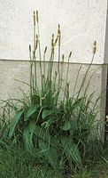 Dateiname=Flora-Spitzwegerich-20020609-19.jpg
Dateigröße=255KB
Abmessungen: 440x720
hinzugefügt am: 11. September 2014 Flora-Spitzwegerich-20020609-19.jpg