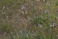 Dateiname=Flora-Spitzwegerich-20050620-51.jpg
Dateigröße=187KB
Abmessungen: 720x480
hinzugefügt am: 11. September 2014 Flora-Spitzwegerich-20050620-51.jpg
