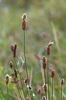 Dateiname=Flora-Spitzwegerich-20050820-35.jpg
Dateigröße=137KB
Abmessungen: 480x720
hinzugefügt am: 11. September 2014 Flora-Spitzwegerich-20050820-35.jpg