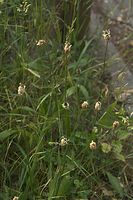 Dateiname=Flora-Spitzwegerich-20060615-20.jpg
Dateigröße=185KB
Abmessungen: 480x720
hinzugefügt am: 11. September 2014 Flora-Spitzwegerich-20060615-20.jpg