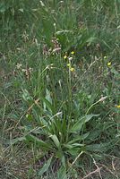 Dateiname=Flora-Spitzwegerich-20070528-217.jpg
Dateigröße=249KB
Abmessungen: 484x720
hinzugefügt am: 11. September 2014 Flora-Spitzwegerich-20070528-217.jpg