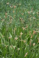 Dateiname=Flora-Spitzwegerich-20070606-132.jpg
Dateigröße=230KB
Abmessungen: 484x720
hinzugefügt am: 11. September 2014 Flora-Spitzwegerich-20070606-132.jpg