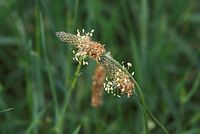 Dateiname=Flora-Spitzwegerich-20070606-135.jpg
Dateigröße=120KB
Abmessungen: 720x484
hinzugefügt am: 11. September 2014 Flora-Spitzwegerich-20070606-135.jpg