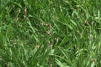 Dateiname=Flora-Spitzwegerich-20100613-024.jpg
Dateigröße=249KB
Abmessungen: 720x481
hinzugefügt am: 11. September 2014 Flora-Spitzwegerich-20100613-024.jpg
