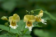Dateiname=Flora-Springkraut-20120701-74.jpg
Dateigröße=120KB
Abmessungen: 720x478
hinzugefügt am: 11. September 2014 Flora-Springkraut-20120701-74.jpg