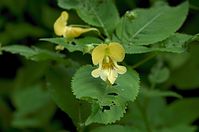 Dateiname=Flora-Springkraut-20120701-75.jpg
Dateigröße=124KB
Abmessungen: 720x478
hinzugefügt am: 11. September 2014 Flora-Springkraut-20120701-75.jpg