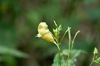 Dateiname=Flora-Springkraut-20120701-77.jpg
Dateigröße=97KB
Abmessungen: 720x478
hinzugefügt am: 11. September 2014 Flora-Springkraut-20120701-77.jpg