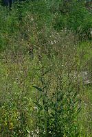 Dateiname=Flora-Stachel-Lattich-20070721-12.jpg
Dateigröße=316KB
Abmessungen: 483x720
hinzugefügt am: 11. September 2014 Flora-Stachel-Lattich-20070721-12.jpg