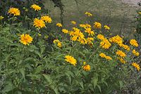 Dateiname=Flora-Staudensonnenblume-20070626-103.jpg
Dateigröße=258KB
Abmessungen: 720x484
hinzugefügt am: 11. September 2014 Flora-Staudensonnenblume-20070626-103.jpg