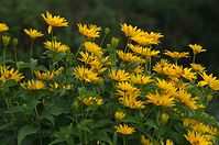 Dateiname=Flora-Staudensonnenblume-20110703-22.jpg
Dateigröße=227KB
Abmessungen: 720x478
hinzugefügt am: 11. September 2014 Flora-Staudensonnenblume-20110703-22.jpg