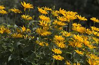 Dateiname=Flora-Staudensonnenblume-20110705-18.jpg
Dateigröße=254KB
Abmessungen: 720x479
hinzugefügt am: 11. September 2014 Flora-Staudensonnenblume-20110705-18.jpg