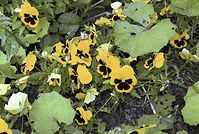 Dateiname=Flora-Stiefmuetterchen-20020600-221.jpg
Dateigröße=254KB
Abmessungen: 720x487
hinzugefügt am: 11. September 2014 Flora-Stiefmuetterchen-20020600-221.jpg