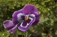 Dateiname=Flora-Stiefmuetterchen-20050620-24.jpg
Dateigröße=149KB
Abmessungen: 720x480
hinzugefügt am: 11. September 2014 Flora-Stiefmuetterchen-20050620-24.jpg