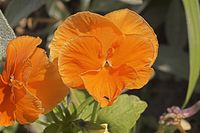 Dateiname=Flora-Stiefmuetterchen-20050620-56.jpg
Dateigröße=153KB
Abmessungen: 720x480
hinzugefügt am: 11. September 2014 Flora-Stiefmuetterchen-20050620-56.jpg