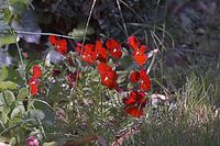 Dateiname=Flora-Stiefmuetterchen-20050620-72.jpg
Dateigröße=210KB
Abmessungen: 720x480
hinzugefügt am: 11. September 2014 Flora-Stiefmuetterchen-20050620-72.jpg