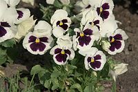 Dateiname=Flora-Stiefmuetterchen-20090503-38.jpg
Dateigröße=202KB
Abmessungen: 720x481
hinzugefügt am: 11. September 2014 Flora-Stiefmuetterchen-20090503-38.jpg