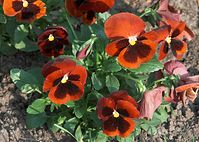 Dateiname=Flora-Stiefmuetterchen-20090503-39.jpg
Dateigröße=242KB
Abmessungen: 720x515
hinzugefügt am: 11. September 2014 Flora-Stiefmuetterchen-20090503-39.jpg