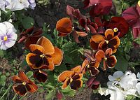 Dateiname=Flora-Stiefmuetterchen-20090503-41.jpg
Dateigröße=245KB
Abmessungen: 720x517
hinzugefügt am: 11. September 2014 Flora-Stiefmuetterchen-20090503-41.jpg