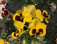 Dateiname=Flora-Stiefmuetterchen-20090503-42.jpg
Dateigröße=210KB
Abmessungen: 720x563
hinzugefügt am: 11. September 2014 Flora-Stiefmuetterchen-20090503-42.jpg