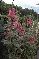 Dateiname=Flora-Stockrose-20070617-26a.jpg
Dateigröße=221KB
Abmessungen: 480x720
hinzugefügt am: 11. September 2014 Flora-Stockrose-20070617-26a.jpg