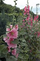 Dateiname=Flora-Stockrose-20070617-27a.jpg
Dateigröße=184KB
Abmessungen: 480x720
hinzugefügt am: 11. September 2014 Flora-Stockrose-20070617-27a.jpg