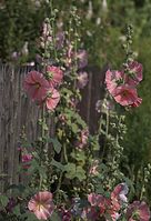 Dateiname=Flora-Stockrose-20110708-33.jpg
Dateigröße=187KB
Abmessungen: 493x720
hinzugefügt am: 11. September 2014 Flora-Stockrose-20110708-33.jpg