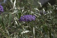 Flora-Strauch-Buddleia-20100919-37.jpg