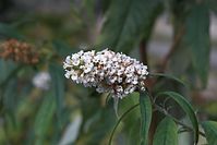 Flora-Strauch-Buddleia-20101001-40.jpg