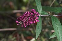 Flora-Strauch-Buddleia-20101001-42.jpg