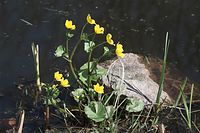 Dateiname=Flora-Sumpdotterblume-20100418-072.jpg
Dateigröße=184KB
Abmessungen: 720x481
hinzugefügt am: 11. September 2014 Flora-Sumpdotterblume-20100418-072.jpg