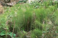 Flora-Sumpf-Schachtelhalm-20090928-098.jpg