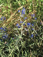 Dateiname=Flora-Sumpfvergissmeinnicht-20010700-54.jpg
Dateigröße=317KB
Abmessungen: 540x720
hinzugefügt am: 11. September 2014 Flora-Sumpfvergissmeinnicht-20010700-54.jpg