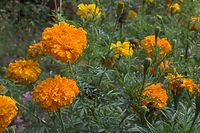 Dateiname=Flora-Tagetes-20060821-35.jpg
Dateigröße=223KB
Abmessungen: 720x480
hinzugefügt am: 11. September 2014 Flora-Tagetes-20060821-35.jpg