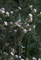 Dateiname=Flora-Taubenkropf-Leimkraut-20090623-11.jpg
Dateigröße=152KB
Abmessungen: 500x720
hinzugefügt am: 11. September 2014 Flora-Taubenkropf-Leimkraut-20090623-11.jpg
