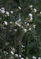 Flora-Taubenkropf-Leimkraut-20090623-11.jpg