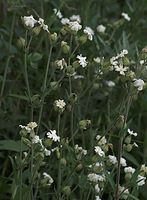 Flora-Taubenkropf-Leimkraut-20090623-12.jpg