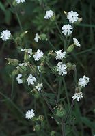 Dateiname=Flora-Taubenkropf-Leimkraut-20090623-14.jpg
Dateigröße=148KB
Abmessungen: 504x720
hinzugefügt am: 11. September 2014 Flora-Taubenkropf-Leimkraut-20090623-14.jpg