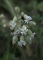 Dateiname=Flora-Taubenkropf-Leimkraut-20090629-11.jpg
Dateigröße=116KB
Abmessungen: 524x720
hinzugefügt am: 11. September 2014 Flora-Taubenkropf-Leimkraut-20090629-11.jpg