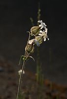 Dateiname=Flora-Taubenkropf-Leimkraut-20090629-25.jpg
Dateigröße=94KB
Abmessungen: 492x720
hinzugefügt am: 11. September 2014 Flora-Taubenkropf-Leimkraut-20090629-25.jpg