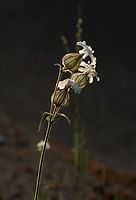 Flora-Taubenkropf-Leimkraut-20090629-25.jpg