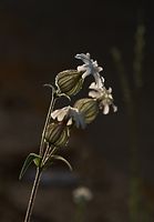 Dateiname=Flora-Taubenkropf-Leimkraut-20090629-26.jpg
Dateigröße=93KB
Abmessungen: 502x720
hinzugefügt am: 11. September 2014 Flora-Taubenkropf-Leimkraut-20090629-26.jpg